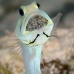 jawfish_yellowhead_bs_lc_v_0531_cay1073.jpg